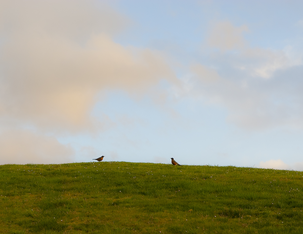 Two robins, facing each other on a hill.
